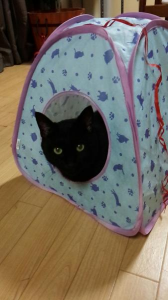 猫の日？ 画像3