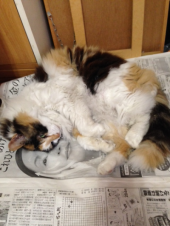 みた子が…→ 画像2