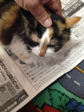 みた子が…→ 画像3