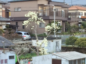 木蓮満開 画像1