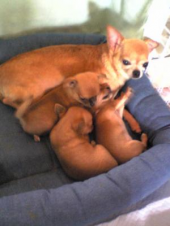 だるいピョン 画像1