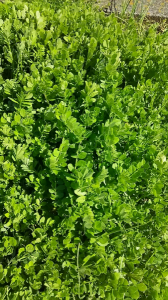 画像またダメ と カラスノエンドウ 画像1