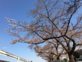 桜　咲き始めています♪