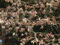 桜　咲き始めています♪