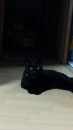 猫にやられた！