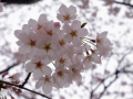 にぎり寿司茶碗蒸と桜満開