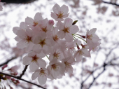 にぎり寿司茶碗蒸と桜満開 画像3