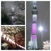 隅田公園夜桜♪ 画像3
