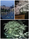 夜桜ラン♪