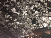 夜桜ラン♪ 画像3