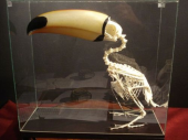 オオハシ、スゲー 画像1