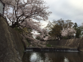 夙川公園 画像2