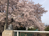 まだまだきれいに・・・♪ 画像1