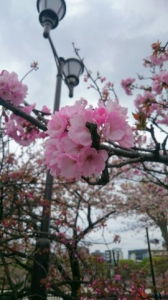 桜を満喫できました。 画像2