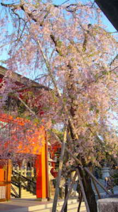 ❁京の街を歩く❁ 画像3