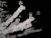 新潟では花見は？ 画像1