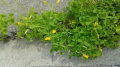 タケノコづくし と カタバミの花