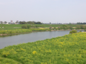 渡良瀬遊水地…↓ 画像2