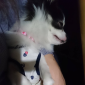 ☆お散歩できるようになりました☆ 画像1