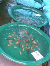 久しぶりに歩き、金魚を愛でる 画像2