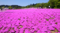 芝桜を見に