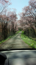 桜！桜！桜！
