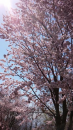 桜！桜！桜！