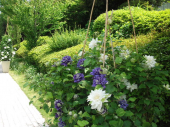 小さな草花にも存在感が、、、 画像1
