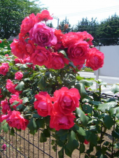 ✿➢薔薇とトゲ➣✿ 画像2