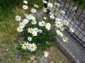 ☄致命的な物忘れ☄ 画像2