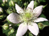ブラックベリーの花 画像1
