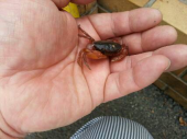 サワガニ 画像1