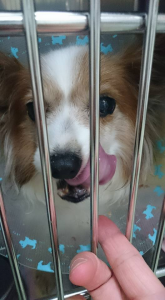 ☆新しい預かりっ子☆ 画像1