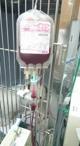 ☆新しい預かりっ子☆ 画像2