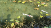 モネの池、現場 画像2