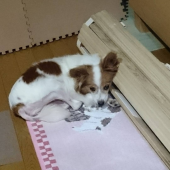 ☆すみっこが好きっ！☆ 画像1