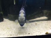 お魚天国・・・と地獄 画像3