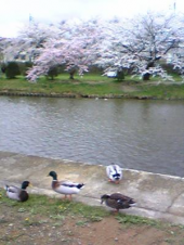 桜　満開～！！ 画像1