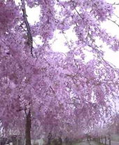 今朝は最高！ 画像2