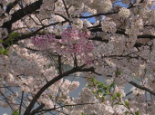 今朝は最高！ 画像3