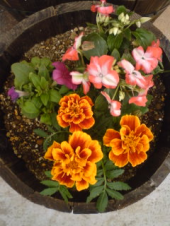プランター菜園はじめました♪ 画像3