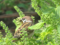 青じその実 と 洗濯三昧