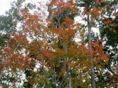 10月も折り返し… 画像1