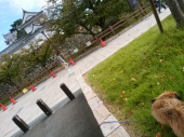 50km岸和田城 画像1