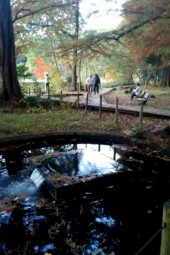 ウォーキングイベント残り１週間 画像3