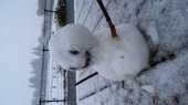 今シーズン、初雪だるま(*´∀`)♪ 画像1