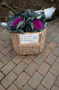 朝から散歩