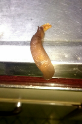 懐かしいけど 画像1