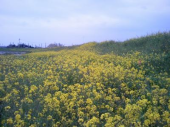 竜神　96km 画像2