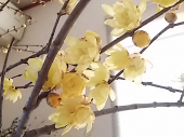 鏡餅 と 蝋梅 画像1